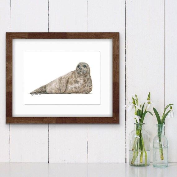 Grey Seal Print by Wildlife Artist Sophie Nash - Mounted Giclee  