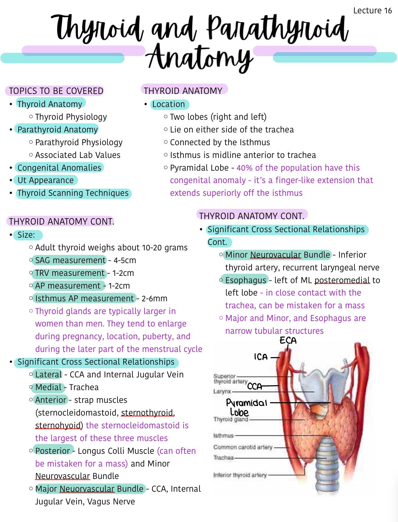 Thyroid and Parathyroid Ultrasound DOWNLOAD Notes PDF Ultrasound School ...
