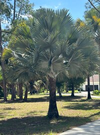 Phoenix sylvestris Silver Date Palm Tree