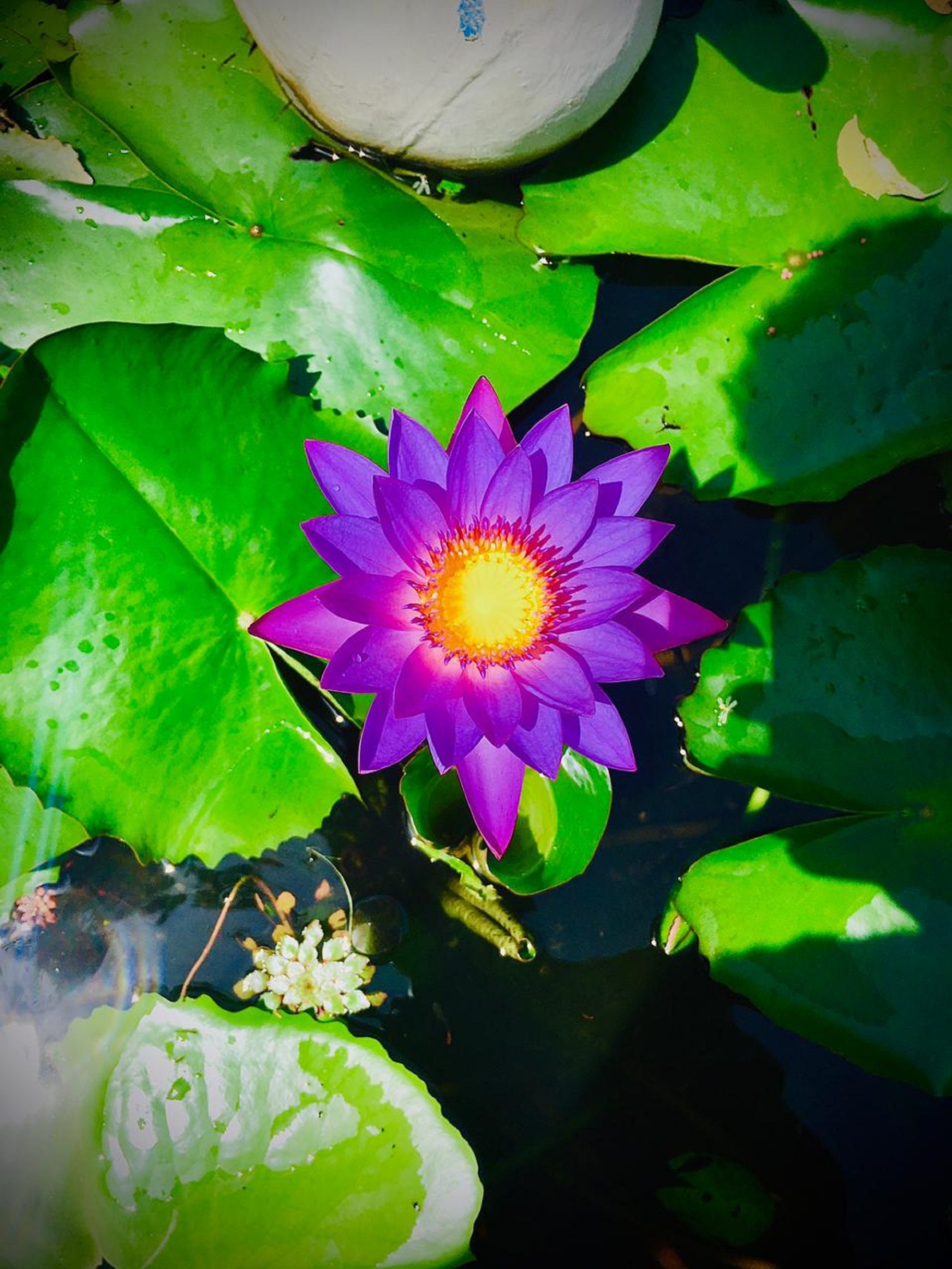 Blue Lotus Flower Petals Herbal Tea Dried Ceylon Nymphaea Etsy