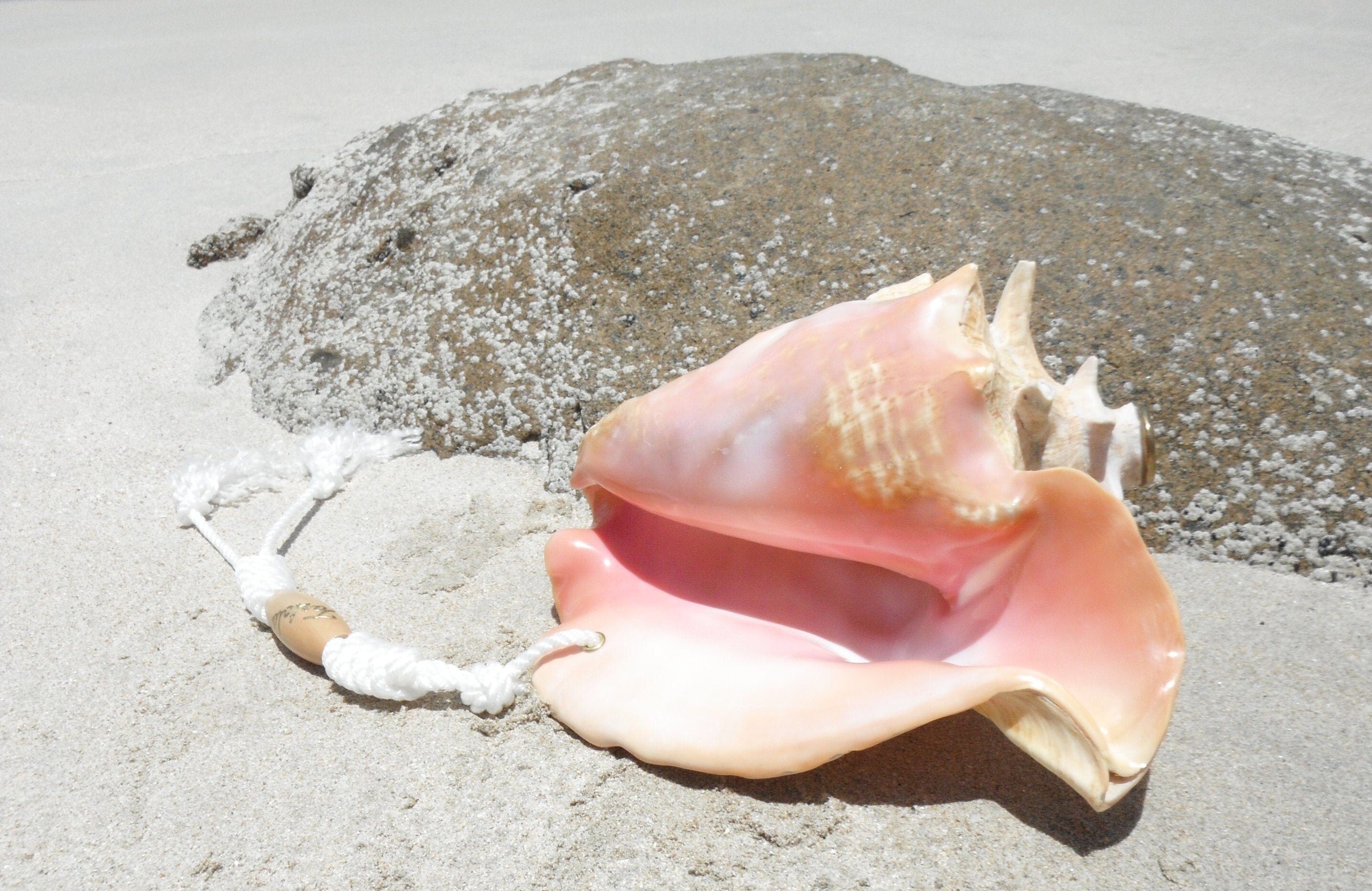 M Queen Conch Shell Horn w/Lanyard Medium 10 Etsy