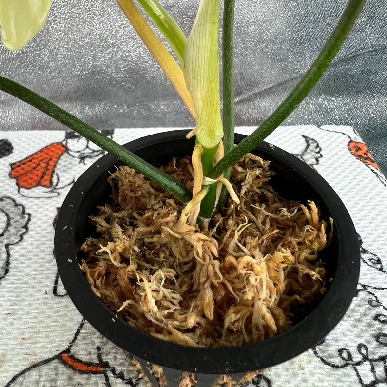 up to 20 off code Philodendron Florida Ghost Mint Live