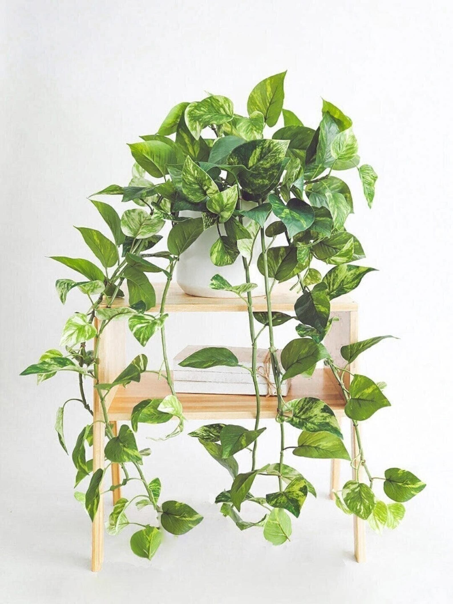 Image of Faux Trailing Potho Vine