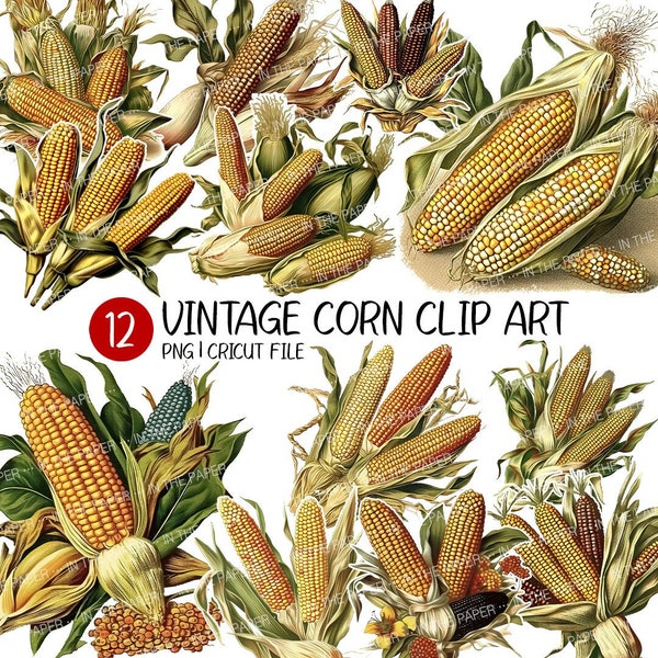 Watercolor Vintage Corn PNG | Clip art, Art, Vegetable, Fall, Food, Crop, Decor, Cricut File, Design, Sublimation, Craft Bundle