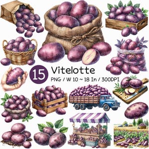 Vitelotte / Acuarela, patata morada, vegetal, clip art, granja, cosecha, rústico, mercado de alimentos, bolsa de malla, cajón, cesta, saco, cuchillo, tabla de cortar PNG