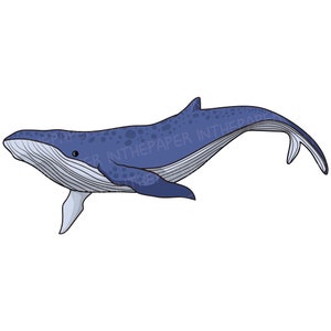 Humpback whale swimming | SVG PNG EPS Under the Sea Clipart Blue Sea Animal Illustration Cute Mammal adorable Goodnote Stickers Digital