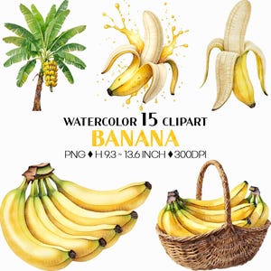 May include: Watercolor clipart set featuring bananas and a banana tree. The image includes peeled bananas, a bunch of bananas, and a basket of bananas. The text reads "WATERCOLOR 15 CLIPART BANANA". The height of the images ranges from 9.3 to 13.6 inches.