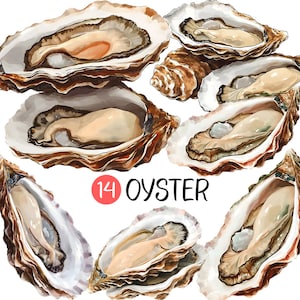 Oyster PNG | Seafood clip art illustration planner sticker digital download restaurant menu clamshell under the Sea Half Clam Food Graphics