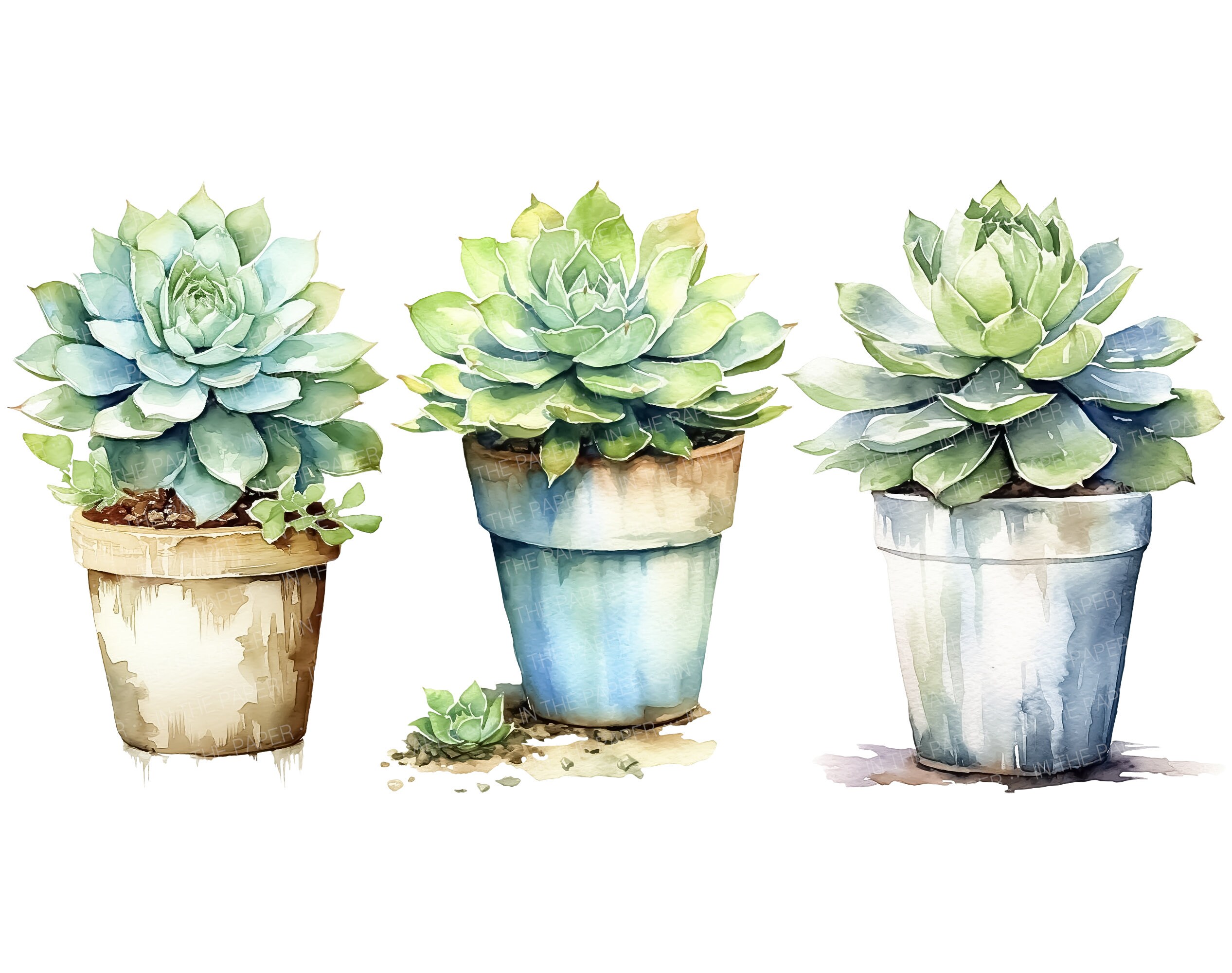 Watercolor Succulent Potted Plants PNG | Greenery Clipart Cactus Aloe ...