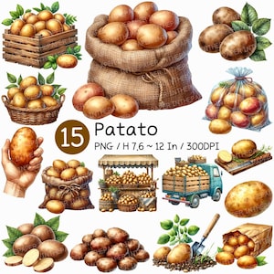 Clipart de patata/verdura de raíz en acuarela, cosecha, tierra, saco, bolsa de malla, cesta, cajón, camión, tabla de cortar, mercado, rústico, orgánico, granja, alimentos PNG