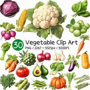 Clipart di verdure / Carciofo Asparago Avocado Barbabietola Broccoli Carota Cavolfiore Sedano Mais Aglio Porro Patata Zucca Pomodoro PNG Bundle