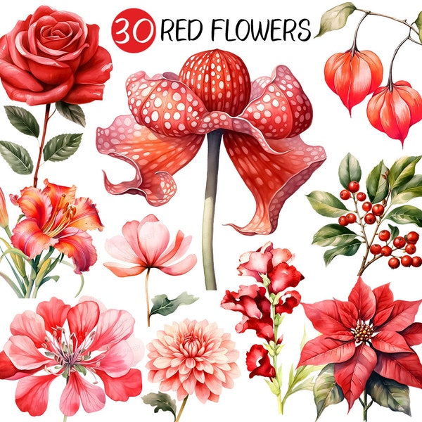 Watercolor Red Flowers PNG | Floral Clip art Collection Beautiful Christmas Poinsettia Ruscus Rose Anemone Amaryllis Rafflesia Peony Tulip