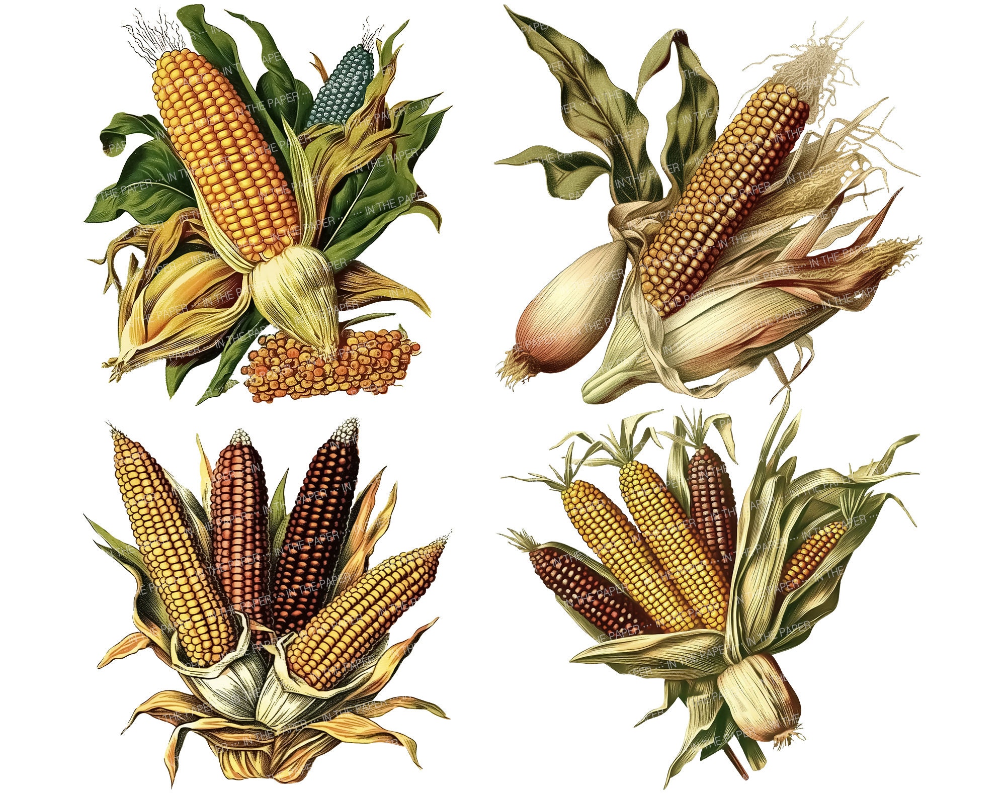 Ptf Rustic Maize Watercolor Vintage Corn PNG | Retro Farmhouse Clipart Yellow Maize Ear ...