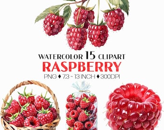 Raspberry PNG | Watercolor Fruit Sweet Juicy Summer Fresh Produce Harvest Farm Garden Plant Whole Half Slice Cut Cube Basket Truck Clipart