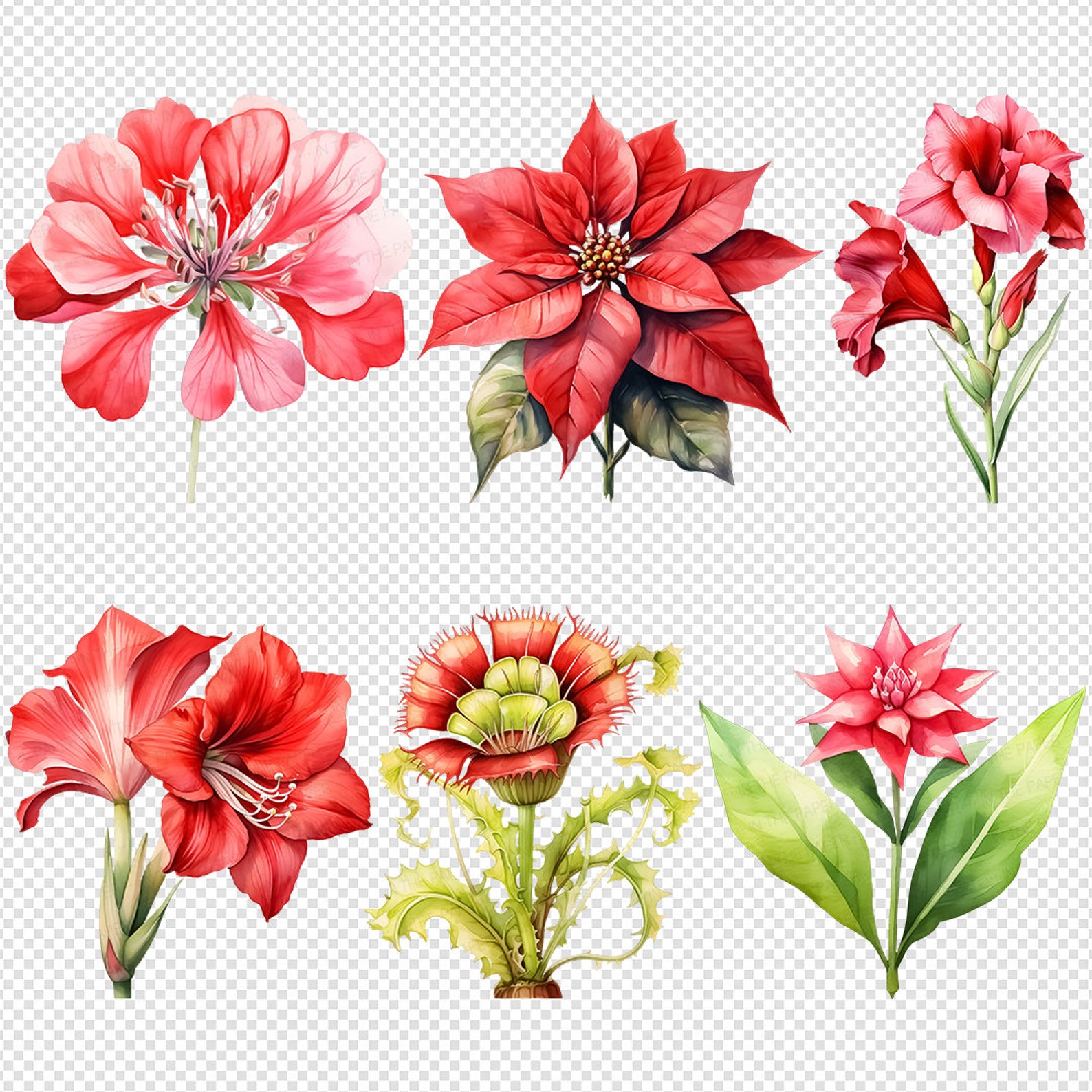 Ruscus Rosa Acuarela Flores Rojas PNG / Clip Art Floral Navidad Poinsettia Ruscus ...