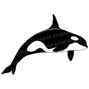 Puede incluir: Silueta en blanco y negro de una orca saltando fuera del agua. La orca tiene una mancha blanca alrededor del ojo y una mancha blanca en el vientre.