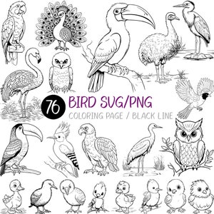 Bird SVG | PNG Coloring Page kid Book adult Activity Black line eagle peacock penguin flamingo hummingbird owl swan parrot toucan sparrow