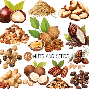 May include: A collection of 30 different types of nuts and seeds, including almonds, cashews, walnuts, pecans, hazelnuts, pine nuts, macadamia nuts, peanuts, brazil nuts, coffee beans, sesame seeds, and cocoa beans.