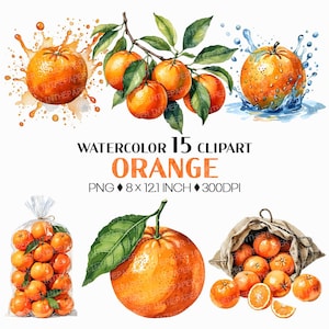 Puede incluir: Ilustración de acuarela de naranjas en varias composiciones. Incluye naranjas con salpicaduras de agua, en una rama con hojas verdes, en una bolsa y una sola naranja con una hoja. El texto dice "WATERCOLOR 15 CLIPART ORANGE PNG 20.3 x 30.7 cm 300DPI".