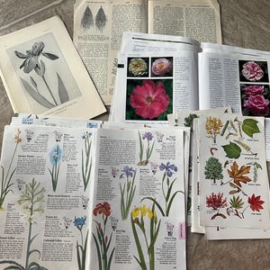 May include: A selection of open books and loose pages displaying botanical illustrations and text. The images showcase detailed drawings of flowers, leaves, and plants, with an emphasis on different species and their features. The pages are arranged on a neutral surface.
