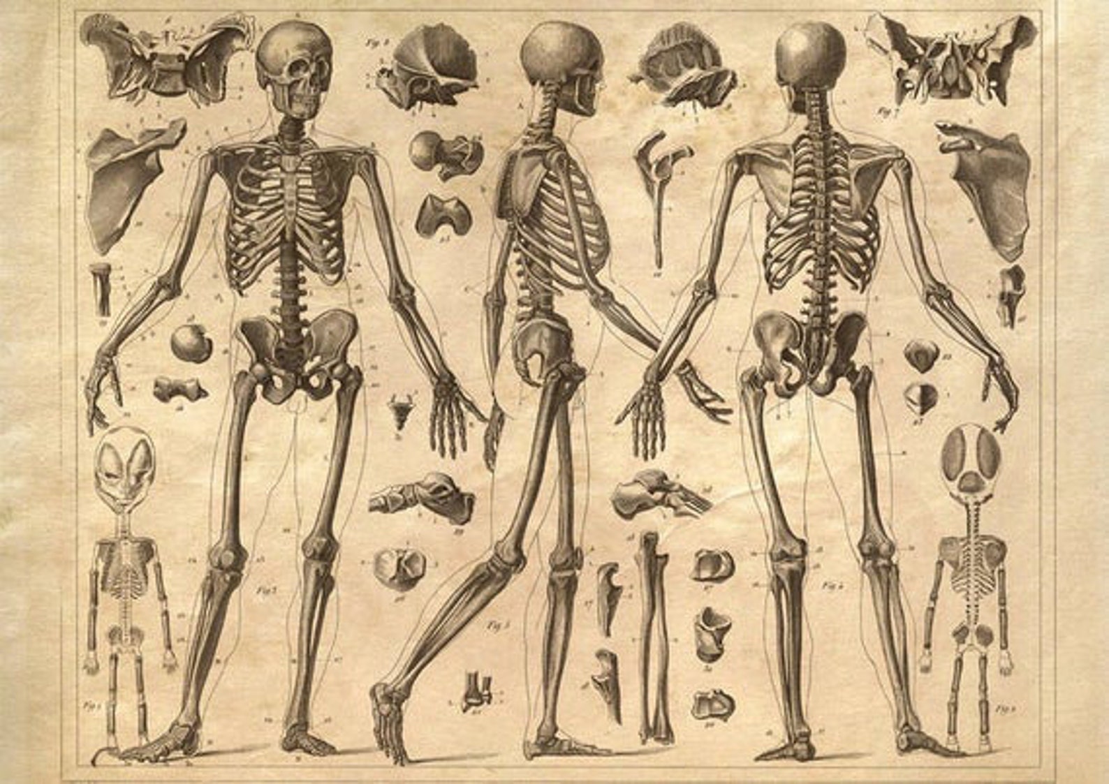 Brilliant Vintage Anatomy Poster Etsy