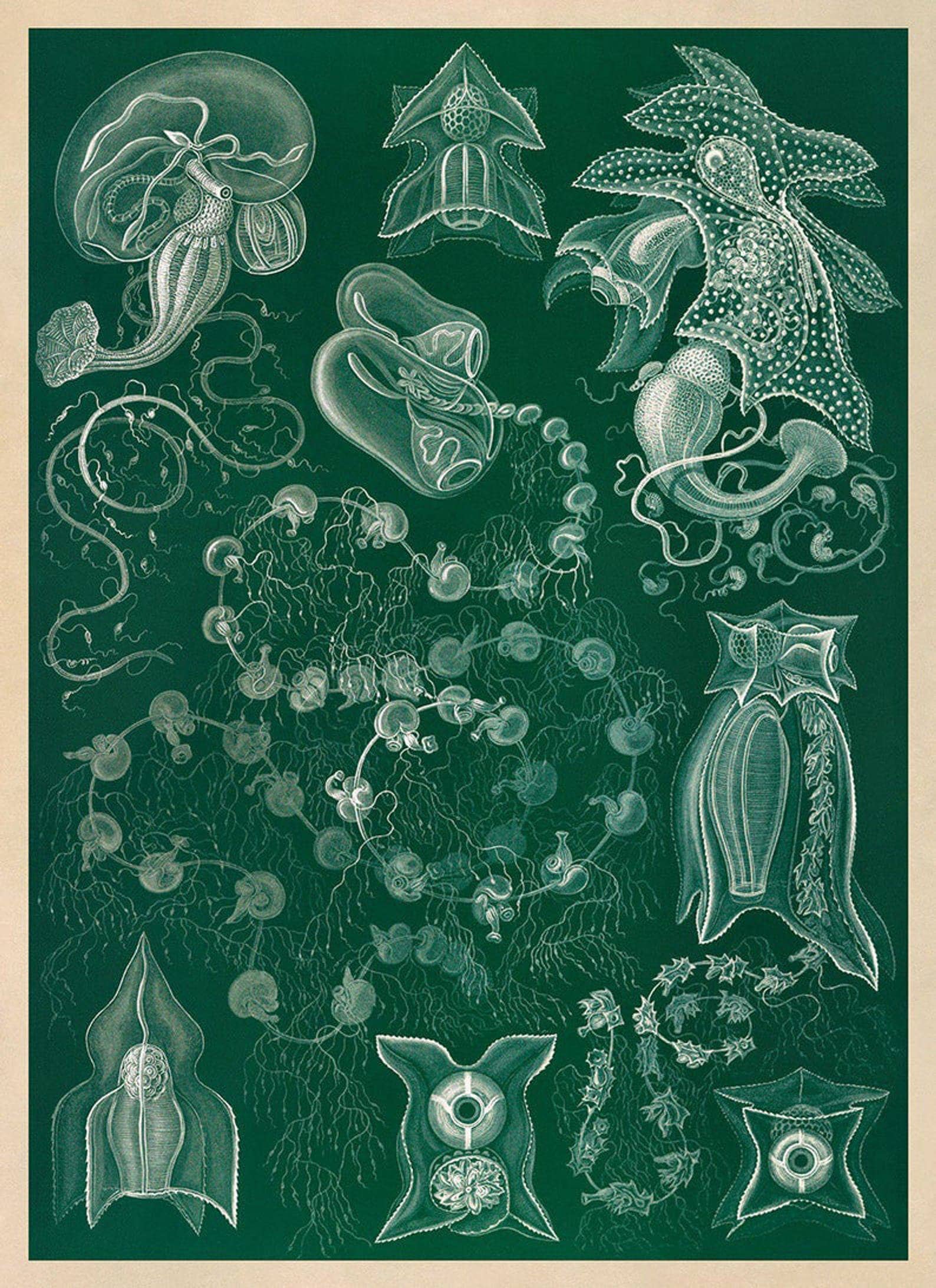 Biology Poster Template Collection vrogue co Biology Poster Template Collection vrogue co