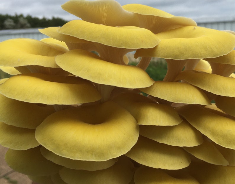 UK Turkey Tail Mushroom Grow Kit fully colonised & ready to Etsy