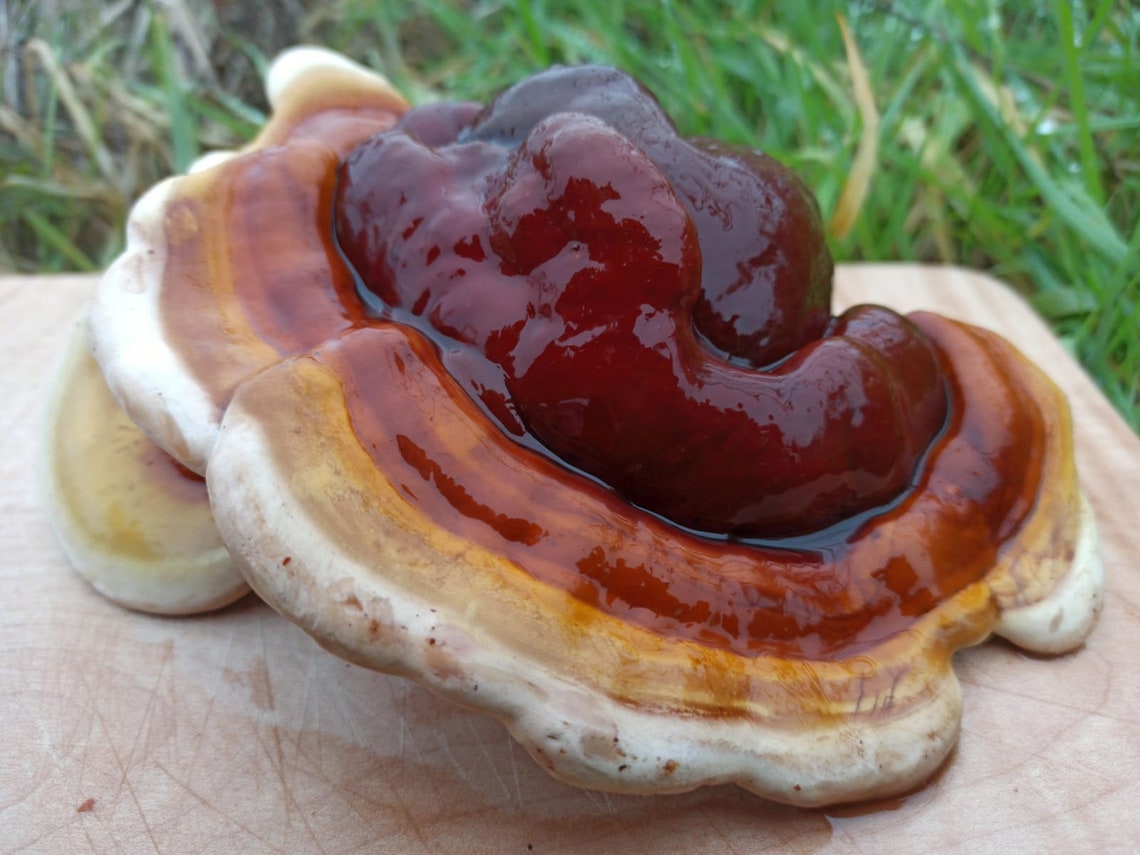 UK Reishi Mushroom Grow Kit fully colonised & ready to grow | Etsy