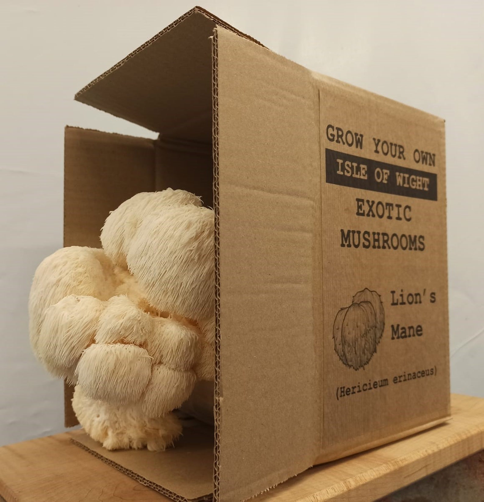 UK Lion's Mane Grow Kit fully colonised & ready to grow Etsy