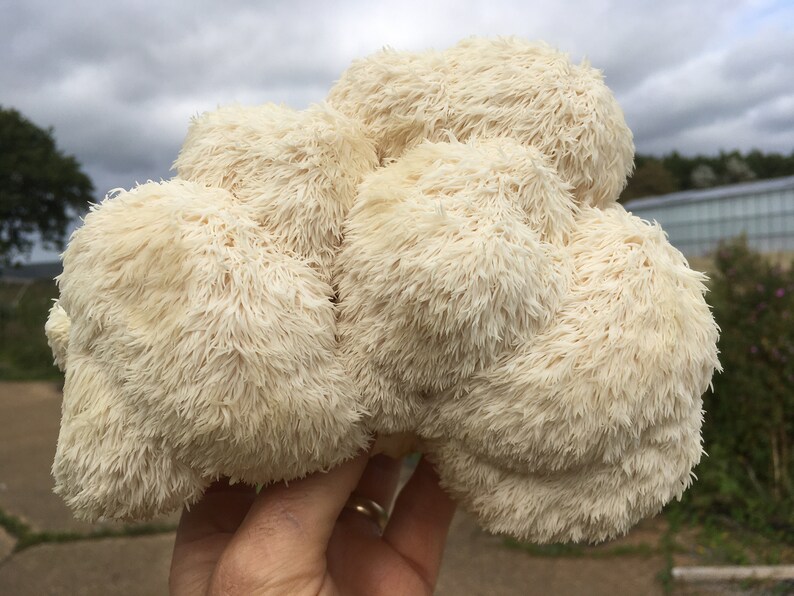 UK Turkey Tail Mushroom Grow Kit fully colonised & ready to Etsy