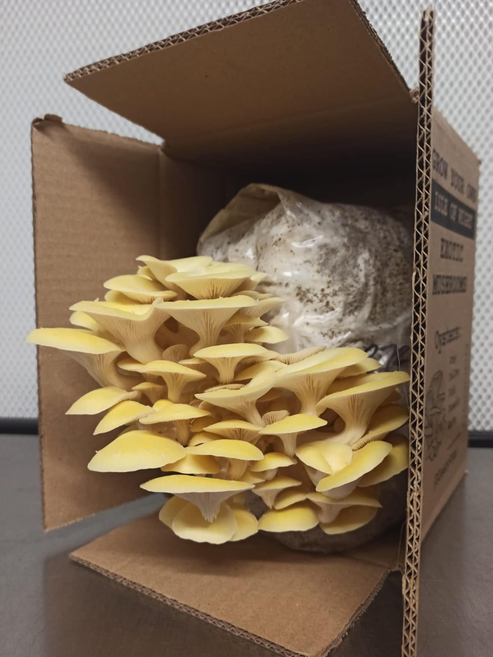 UK Reishi Mushroom Grow Kit fully colonised & ready to grow | Etsy