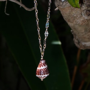 Puede incluir: Un collar de cadena dorada con un colgante de concha marrón y blanca. El colgante de concha tiene un pequeño acento de diamante. El collar cuelga frente a un fondo verde oscuro.