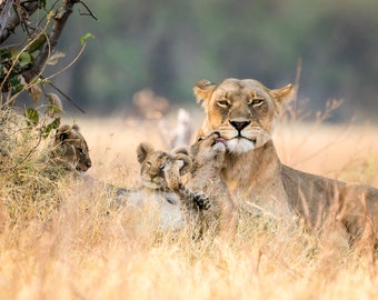 Kettle African Lioness with Cubs BBQ Grill cover custom fit for your Grill or Smoker and provides all weather protection
