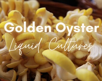 Brick Cap Live Gourmet Mushroom Mycelium Liquid Culture Etsy
