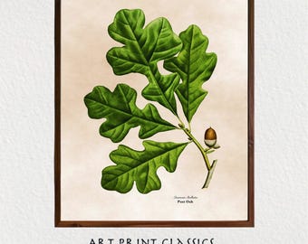 Oak Leaf With Acorn Illustration Art Printable, Vintage Botanical Printable Wall Art, Cottage Decor, French Country Decor