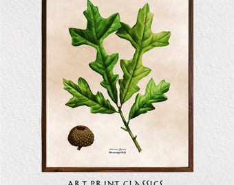 Oak Leaf With Acorn Illustration Art Printable, Vintage Botanical Printable Wall Art, Cottage Decor, French Country Decor