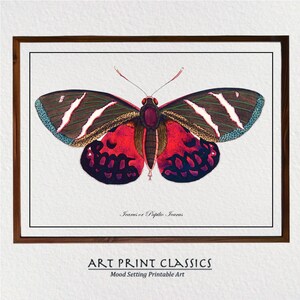 Vintage Multi-Colored Butterfly Downloadable Art Print From 18th Century Natural History Publication