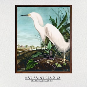 Snowy Heron Art Printable, Audubon White Egret Coastal Wall Art Download, Vintage Bird Print, Printable Wall Art