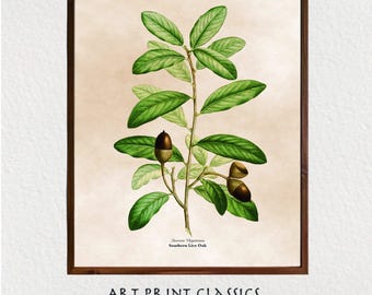 Oak Leaf With Acorn Illustration Art Printable, Vintage Botanical Printable Wall Art, Cottage Decor, French Country Decor