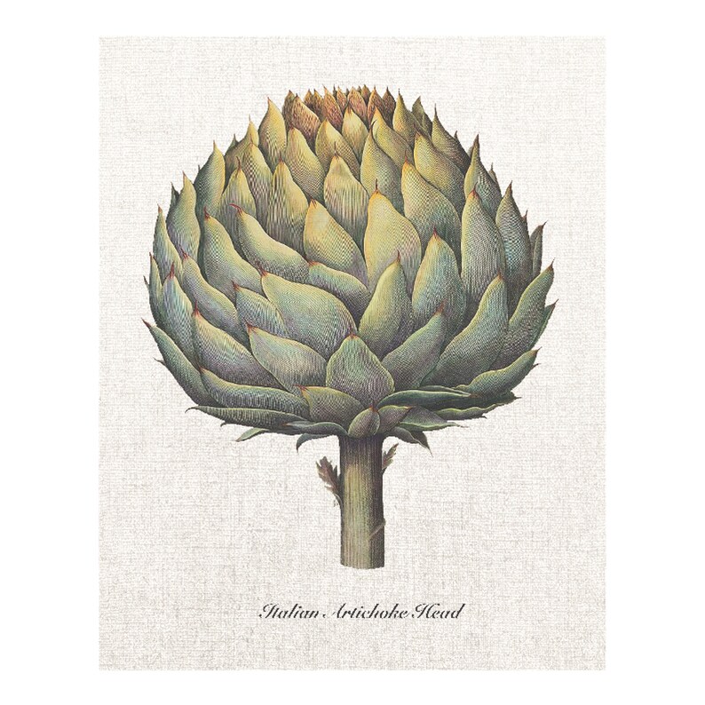 Digital Download Artichoke Printable Vintage Artichoke | Etsy