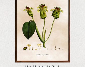 Vintage Natural History Botanical Nature Print Downloadable Wall Art | 18th Century Scientific Botanical Expedition Digital Illustration
