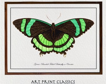 Vintage Green Butterfly Downloadable Art Print From 18th Century Natural History Publication