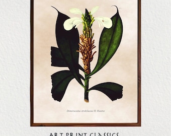 Vintage Natural History Botanical Nature Print Downloadable Wall Art | 18th Century Scientific Botanical Expedition Digital Illustration