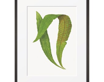Vintage Fern Print Digital Download From 'Ferns: British and Exotic' by Edward Joseph Lowe | Botanical Fern Art Printable