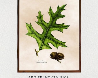Oak Leaf With Acorn Illustration Art Printable, Vintage Botanical Printable Wall Art, Cottage Decor, French Country Decor