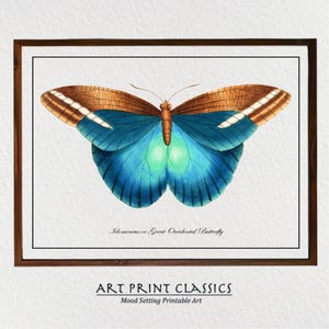 Vintage Blue Butterfly Downloadable Art Print From 18th Century Natural History Publication