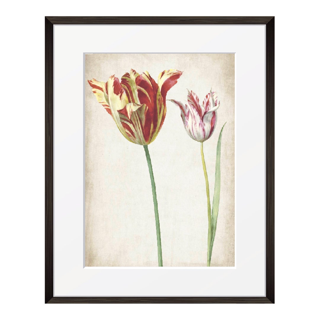 Red and White Tulips Printable, Vintage Botanical Printable Wall Art ...