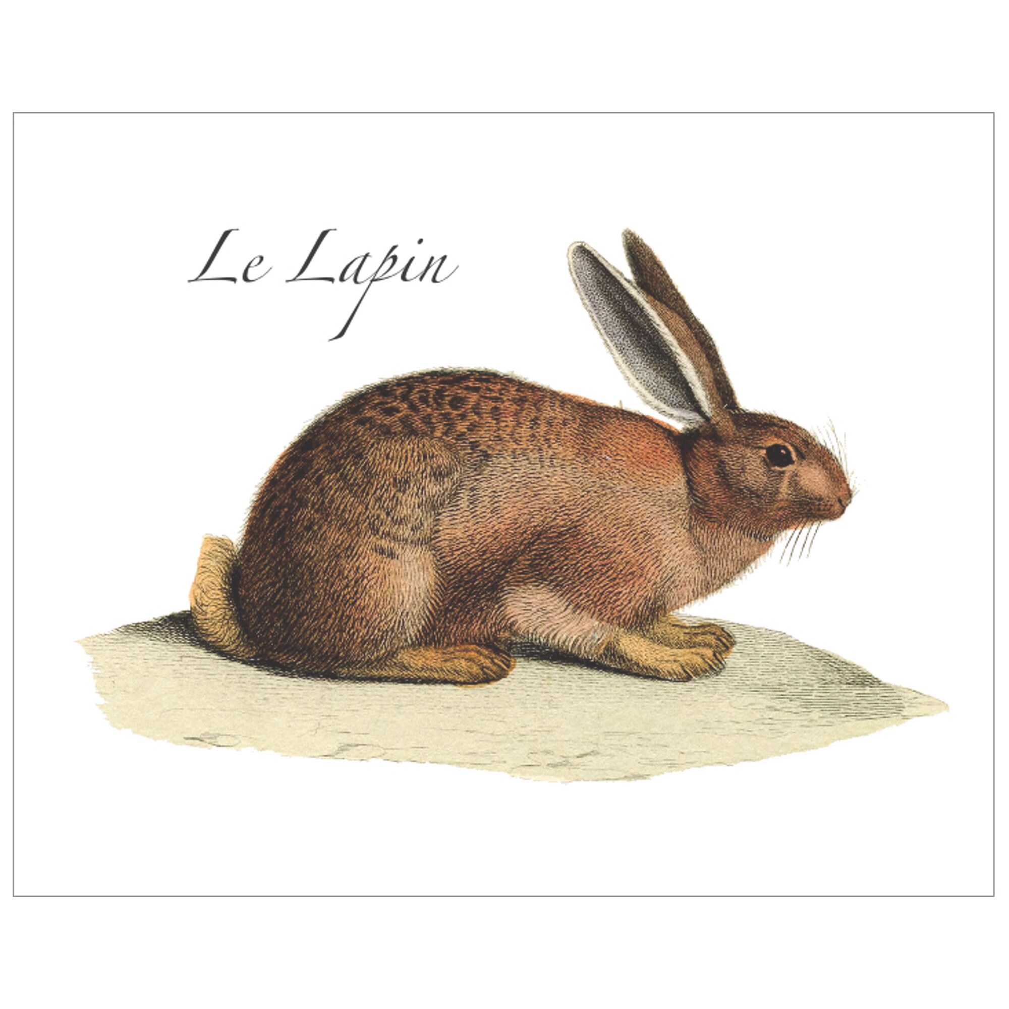 Vintage French Rabbit Watercolor Illustration Le Lapin or the - Etsy