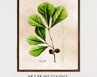 Oak Leaf With Acorn Illustration Art Printable, Vintage Botanical Printable Wall Art, Cottage Decor, French Country Decor