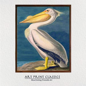 Pelican Art Printable, Audubon American White Pelican Coastal Wall Art, Vintage Bird Print, Printable Wall Art